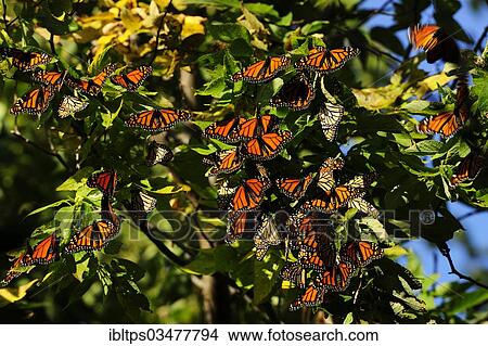 "Monarch Butterflies (Danaus plexippus) resting during their migration from Canada to Mexico, Point Pelee Nationalpark, Ontario Province, Canada, North America" View Large Photo Image Picture - "Monarch Butterflies (Danaus plexippus) resting during their migration from Canada to Mexico, Point Pelee Nationalpark, Ontario Province, Canada, North America". Fotosearch