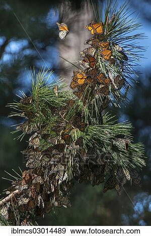 "Monarch butterflies (Danaus plexippus), wintering grounds, Monarch Grove Sanctuary, Monterey, Pacific Grove, California, United States, North America" View Large Photo Image Stock Photo - "Monarch butterflies (Danaus plexippus), wintering grounds, Monarch Grove Sanctuary, Monterey, Pacific Grove, California, United States, North America". Fotosearch