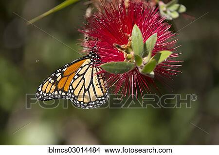 "Monarch butterfly (Danaus plexippus), Monarch Grove Sanctuary, Monterey, Pacific Grove, California, United States, North America" View Large Photo Image Picture - "Monarch butterfly (Danaus plexippus), Monarch Grove Sanctuary, Monterey, Pacific Grove, California, United States, North America". Fotosearch