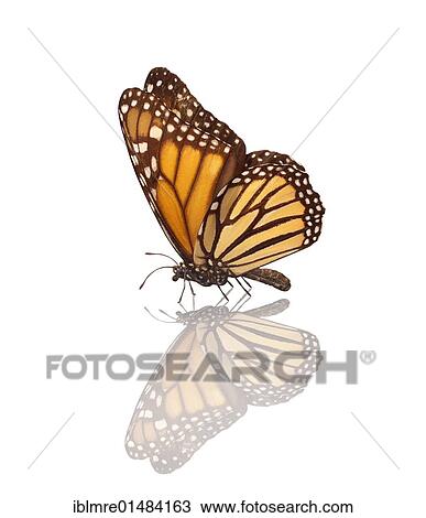 Stock Image - Monarch butterfly (Danaus plexippus). Fotosearch
