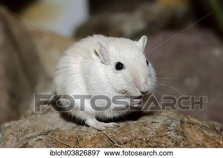 Stock Photo - "Mongolian Gerbil or Mongolian Jird (Meriones unguiculatus), native to Mongolia, captive, Germany, Europe". Fotosearch