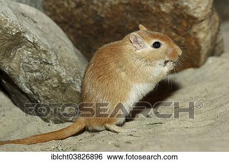 "Mongolian Gerbil or Mongolian Jird (Meriones unguiculatus), native to Mongolia, captive, Germany, Europe" View Large Photo Image Stock Photograph - "Mongolian Gerbil or Mongolian Jird (Meriones unguiculatus), native to Mongolia, captive, Germany, Europe". Fotosearch