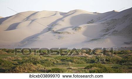 "Mongolian horses and cattle grazing in the grass landscape in front of the large sand dunes of Khongoryn Els, Gobi Gurvansaikhan National Park, Gobi Desert, Southern Desert, Omnogovi Province, Mongolia, Asia" View Large Photo Image Stock Image - "Mongolian horses and cattle grazing in the grass landscape in front of the large sand dunes of Khongoryn Els, Gobi Gurvansaikhan National Park, Gobi Desert, Southern Desert, Omnogovi Province, Mongolia, Asia". Fotosearch