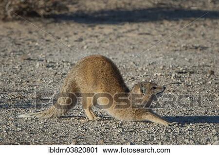 Stock Image - "Mongoose (Cynictis penicillata), Kgalagadi Transfrontier Park, Northern Cape, South Africa, Africa". Fotosearch