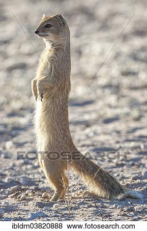 "Mongoose (Cynictis penicillata), Kgalagadi Transfrontier Park, Northern Cape, South Africa, Africa" View Large Photo Image Stock Photo - "Mongoose (Cynictis penicillata), Kgalagadi Transfrontier Park, Northern Cape, South Africa, Africa". Fotosearch