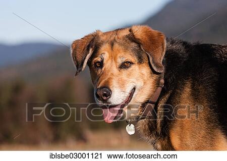 "Mongrel, crossbreed of German Shepherd and Bernese Mountain Dog, portrait" View Large Photo Image Stock Image - "Mongrel, crossbreed of German Shepherd and Bernese Mountain Dog, portrait". Fotosearch