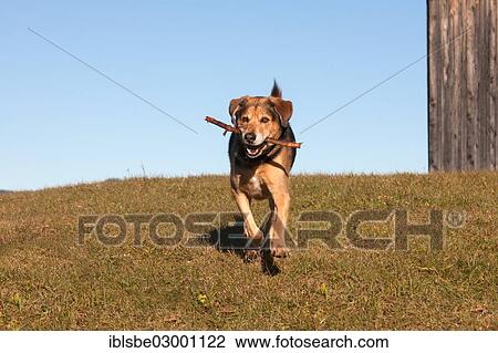 "Mongrel, crossbreed of German Shepherd and Bernese Mountain Dog, retrieving a stick" View Large Photo Image Stock Image - "Mongrel, crossbreed of German Shepherd and Bernese Mountain Dog, retrieving a stick". Fotosearch