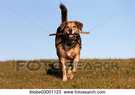 "Mongrel, crossbreed of German Shepherd and Bernese Mountain Dog, retrieving a stick" View Large Photo Image Stock Image - "Mongrel, crossbreed of German Shepherd and Bernese Mountain Dog, retrieving a stick". Fotosearch