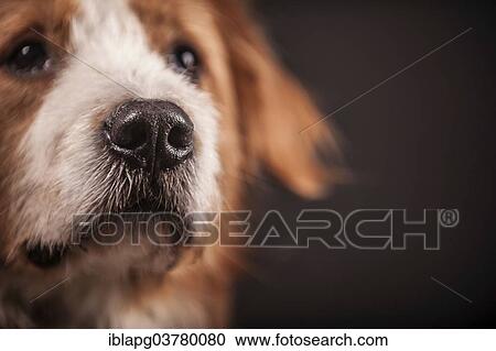 "Mongrel, detail" View Large Photo Image Stock Image - "Mongrel, detail". Fotosearch