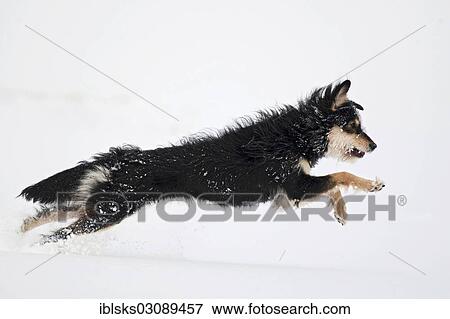 "Mongrel dog leaping through the snow, Crailsheim, Hohenlohe, Baden-Wurttemberg, Germany, Europe" View Large Photo Image Stock Photo - "Mongrel dog leaping through the snow, Crailsheim, Hohenlohe, Baden-Wurttemberg, Germany, Europe". Fotosearch