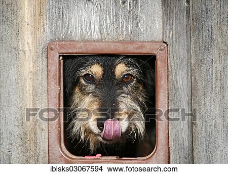 "Mongrel dog looking through the cat flap of a barn, licking its nose, Crailsheim, Hohenlohe, Baden-Wurttemberg, Germany, Europe" View Large Photo Image Picture - "Mongrel dog looking through the cat flap of a barn, licking its nose, Crailsheim, Hohenlohe, Baden-Wurttemberg, Germany, Europe". Fotosearch