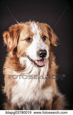 "Mongrel dog, portrait" View Large Photo Image Stock Photo - "Mongrel dog, portrait". Fotosearch