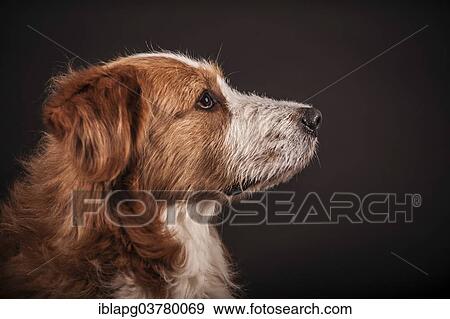 "Mongrel dog, portrait" View Large Photo Image Stock Photo - "Mongrel dog, portrait". Fotosearch
