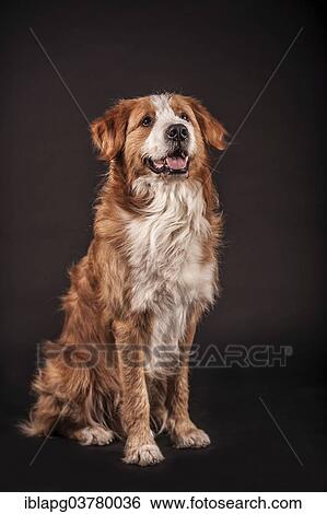 Stock Photograph - "Mongrel dog, sitting on the ground". Fotosearch