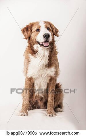 "Mongrel dog, sitting on the ground" View Large Photo Image Stock Photography - "Mongrel dog, sitting on the ground". Fotosearch
