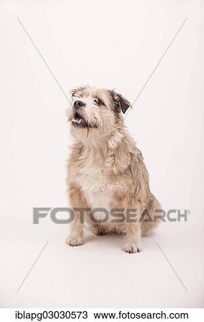 "Mongrel dog, sitting" View Large Photo Image Stock Image - "Mongrel dog, sitting". Fotosearch