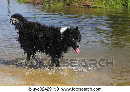 "Mongrel dog, walking in shallow water" View Large Photo Image Stock Photo - "Mongrel dog, walking in shallow water". Fotosearch