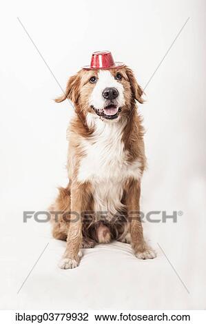Mongrel dog wearing hat View Large Photo Image Stock Image - Mongrel dog wearing hat. Fotosearch