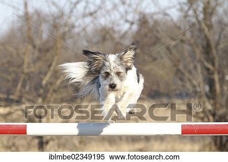 "Mongrel jumping over a barrier, Doeberitzer Heide heath, Havelland region, Brandenburg, Germany, Europe" View Large Photo Image Stock Photography - "Mongrel jumping over a barrier, Doeberitzer Heide heath, Havelland region, Brandenburg, Germany, Europe". Fotosearch