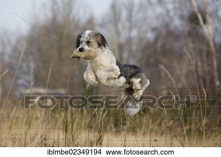 "Mongrel jumping over a fence fetching a feed bag, Doeberitzer Heide heath, Havelland region, Brandenburg, Germany, Europe" View Large Photo Image Picture - "Mongrel jumping over a fence fetching a feed bag, Doeberitzer Heide heath, Havelland region, Brandenburg, Germany, Europe". Fotosearch