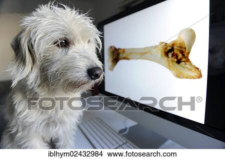 Picture - Mongrel Terrier looking at a computer screen with a bone. Fotosearch