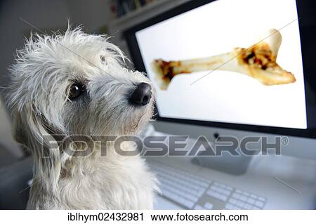 Mongrel Terrier looking at a computer screen with a bone View Large Photo Image Stock Image - Mongrel Terrier looking at a computer screen with a bone. Fotosearch