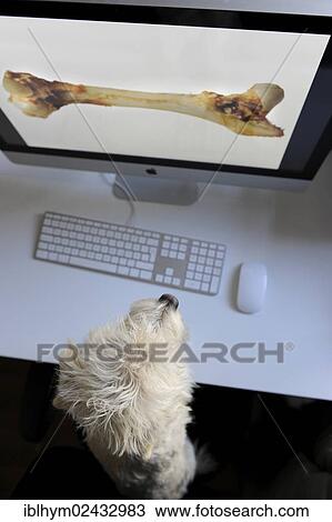 Mongrel Terrier looking at a computer screen with a bone View Large Photo Image Stock Image - Mongrel Terrier looking at a computer screen with a bone. Fotosearch