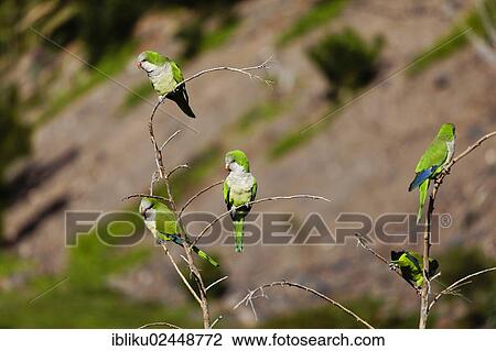 "Monk Parakeet or Quaker Parrots (Myiopsitta monachus), Fuerteventura, Canary Islands, Spain, Europe" View Large Photo Image Stock Image - "Monk Parakeet or Quaker Parrots (Myiopsitta monachus), Fuerteventura, Canary Islands, Spain, Europe". Fotosearch