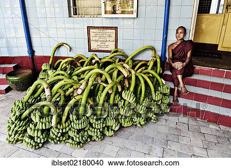 "Monk sitting next to a many bunches of bananas in a monastery in Yangon, Myanmar, Burma, Southeast Asia, Asia" View Large Photo Image Stock Image - "Monk sitting next to a many bunches of bananas in a monastery in Yangon, Myanmar, Burma, Southeast Asia, Asia". Fotosearch