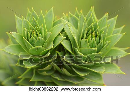 Stock Image - "Monkey Puzzle Tree (Araucaria araucana), leaves, native to Chile and Patagonia". Fotosearch
