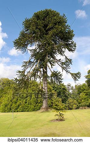 "Monkey Puzzle Tree (Araucaria araucana), Dunvegan Castle Gardens, Isle of Skye, Scotland, United Kingdom, Europe" View Large Photo Image Stock Photography - "Monkey Puzzle Tree (Araucaria araucana), Dunvegan Castle Gardens, Isle of Skye, Scotland, United Kingdom, Europe". Fotosearch
