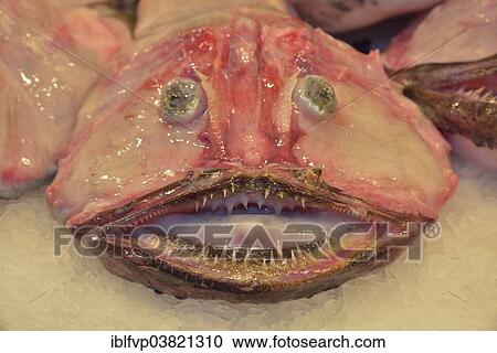 "Monkfish, Mercat Municipal de l'Olivar municipal market, Palma, Mallorca, Balearic Islands, Spain, Europe" View Large Photo Image Stock Image - "Monkfish, Mercat Municipal de l'Olivar municipal market, Palma, Mallorca, Balearic Islands, Spain, Europe". Fotosearch