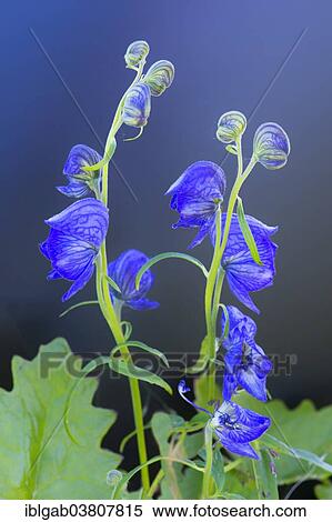 "Monkshood (Aconitum delphinifolium), Chukotka, Russia, Europe" View Large Photo Image Stock Photography - "Monkshood (Aconitum delphinifolium), Chukotka, Russia, Europe". Fotosearch