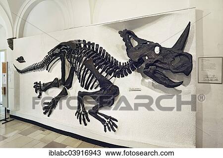 "Monoclonius Dinosaur (Monoclonius nasicornus), skeleton, Paleontological Museum, Munich, Bavaria, Germany, Europe" View Large Photo Image Stock Image - "Monoclonius Dinosaur (Monoclonius nasicornus), skeleton, Paleontological Museum, Munich, Bavaria, Germany, Europe". Fotosearch
