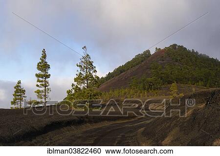 "Montana Quemada, dirt road in Llano de Jable at El Paso, La Palma, Canary Islands, Spain, Europe" View Large Photo Image Stock Image - "Montana Quemada, dirt road in Llano de Jable at El Paso, La Palma, Canary Islands, Spain, Europe". Fotosearch
