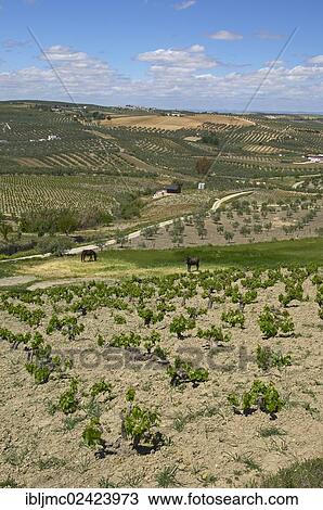Stock Image - Montilla vineyard, Montilla-Moriles area, Cordoba, Andalusia, Spain, Europe. Fotosearch