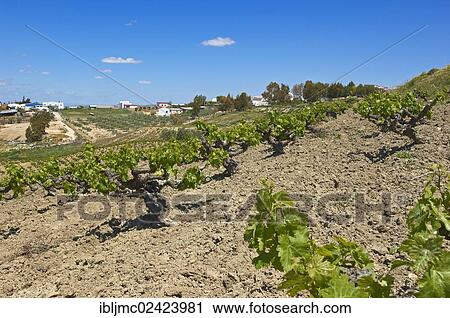 Stock Image - Montilla vineyard, Montilla-Moriles area, Cordoba, Andalusia, Spain, Europe. Fotosearch
