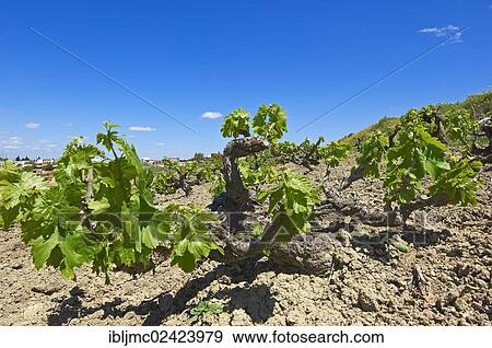 Montilla vineyard, Montilla-Moriles area, Cordoba, Andalusia, Spain, Europe View Large Photo Image Stock Photo - Montilla vineyard, Montilla-Moriles area, Cordoba, Andalusia, Spain, Europe. Fotosearch