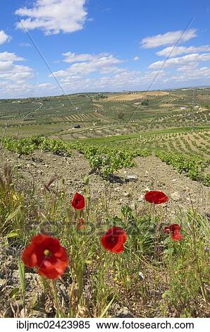 Montilla vineyard, Montilla-Moriles area, Cordoba, Andalusia, Spain, Europe View Large Photo Image Stock Photography - Montilla vineyard, Montilla-Moriles area, Cordoba, Andalusia, Spain, Europe. Fotosearch