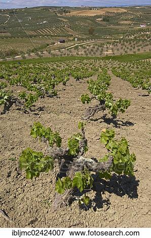 Stock Photo - Montilla vineyards, Montilla-Moriles area, Cordoba, Andalusia, Spain, Europe. Fotosearch
