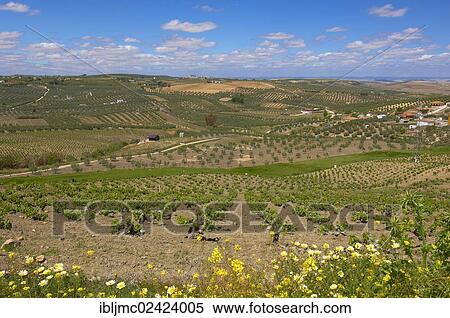 Montilla vineyards, Montilla-Moriles area, Cordoba, Andalusia, Spain, Europe View Large Photo Image Stock Photography - Montilla vineyards, Montilla-Moriles area, Cordoba, Andalusia, Spain, Europe. Fotosearch