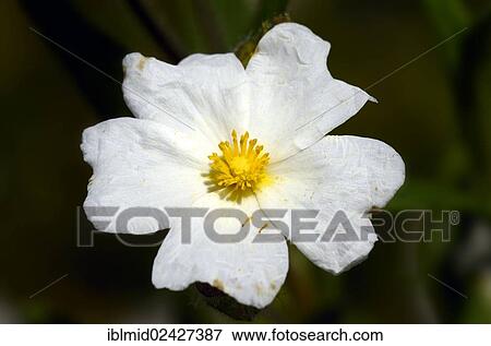 "Montpellier Rockrose, Montpelier cistus, (Cistus monspeliensis), macchia near Saint-Florent, Corsica, France, Europe" View Large Photo Image Stock Photo - "Montpellier Rockrose, Montpelier cistus, (Cistus monspeliensis), macchia near Saint-Florent, Corsica, France, Europe". Fotosearch