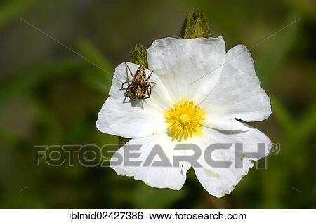 "Montpellier Rockrose, Montpelier cistus (Cistus monspeliensis) with crab spiders (Thomisidae), macchia near Saint-Florent, Corsica, France, Europe" View Large Photo Image Stock Photograph - "Montpellier Rockrose, Montpelier cistus (Cistus monspeliensis) with crab spiders (Thomisidae), macchia near Saint-Florent, Corsica, France, Europe". Fotosearch