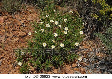 Stock Image - "Montpellier Rockrose or Montpelier Cistus (Cistus monspeliensis), Provence, Southern France, France, Europe". Fotosearch
