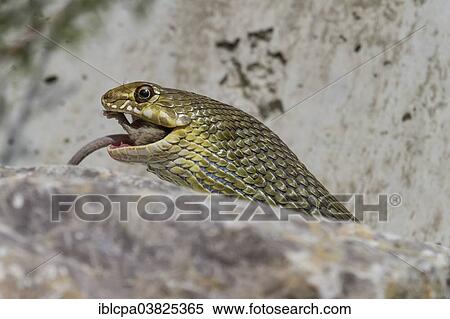 Stock Photography - "Montpellier Snake (Malpolon monspessulanus, Malpolon insignitus), Innsbruck Alpine Zoo, Innsbruck, Tyrol, Austria, Europe". Fotosearch