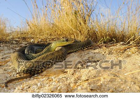 "Montpellier snake (Malpolon monspessulanus), adult, coiled on soil in habitat, Spain, Europe" View Large Photo Image Stock Photography - "Montpellier snake (Malpolon monspessulanus), adult, coiled on soil in habitat, Spain, Europe". Fotosearch