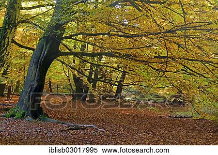 "Moody autumnal light situation with Beech (Fagus), Urwald Sababurg primeval forest, primeval forest Sababurg, Hesse, Germany, Europe" View Large Photo Image Stock Photography - "Moody autumnal light situation with Beech (Fagus), Urwald Sababurg primeval forest, primeval forest Sababurg, Hesse, Germany, Europe". Fotosearch