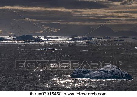 "Moody light over the icebergs and glaciers, Cierva Cove, Chavdar Peninsula, Antarctica" View Large Photo Image Stock Photo - "Moody light over the icebergs and glaciers, Cierva Cove, Chavdar Peninsula, Antarctica". Fotosearch