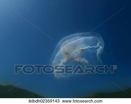 "Moon jellyfish, Common jellyfish (Aurelia aurita), Baltic Sea, off Darss, Mecklenburg-Western Pomerania, Germany, Europe" View Large Photo Image Stock Image - "Moon jellyfish, Common jellyfish (Aurelia aurita), Baltic Sea, off Darss, Mecklenburg-Western Pomerania, Germany, Europe". Fotosearch