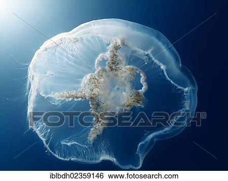 Stock Photograph - "Moon jellyfish, Common jellyfish (Aurelia aurita), Baltic Sea, off Darss, Mecklenburg-Western Pomerania, Germany, Europe". Fotosearch
